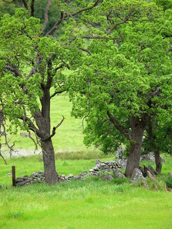 California foothills 1