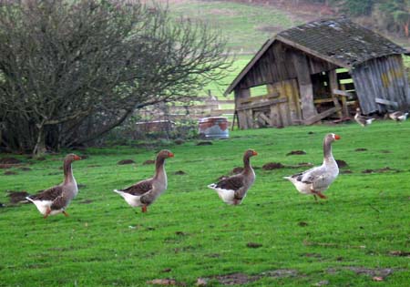 Geese formation