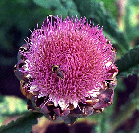 Artichoke flower