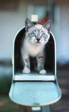 Mailbox kitty