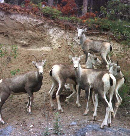 Yukon dall sheep