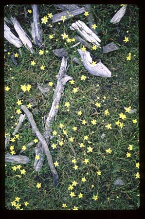 flowers and sticks