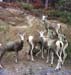 Yukon dall sheep