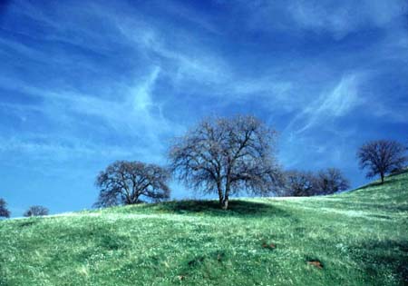 S. California meadow